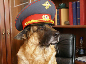 Служебная собака вывела саяногорских полицейских на след преступника