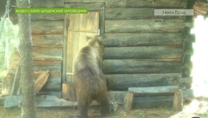 Экологи Сибири опубликовали видео медведя-варвара