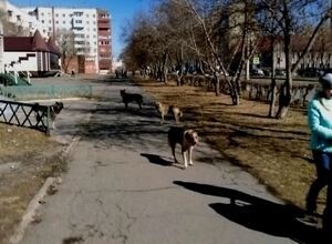 В Саяногорске отлавливать бродячих собак пока не кому