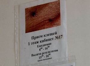 В Саяногорске уже 14 случаев нападения клещей
