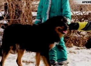 К нерадивым хозяевам собак в Саяногорске будет повышено внимание Административной комиссии