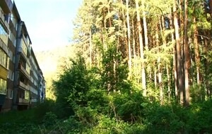 В Саяногорске и поселках будут удалять аварийные деревья
