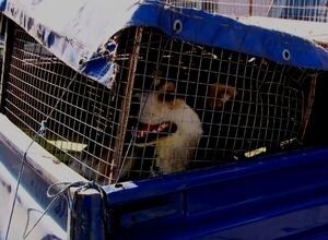 Отлов собак в Саяногорске начался не без эксцессов