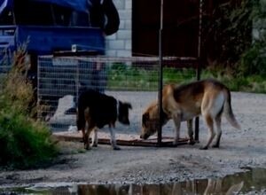 Съемочной группе «Первого городского» Саяногорска угрожали убийством за отлов бездомных собак