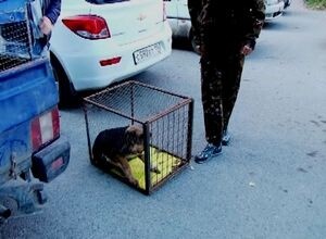 Собак в Саяногорске продолжают ловить и выпускать