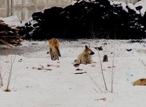 В Саяногорске неизвестные устроили стрельбу по собакам