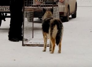 В Саяногорске начался отлов бродячих собак