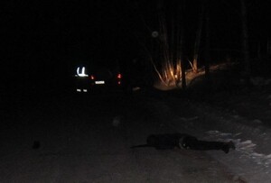 На трассе «Абакан – Саяногорск» девушка на иномарке задавила мужчину