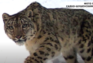 В Саяно-Шушенском заповеднике подрастают котята снежного барса