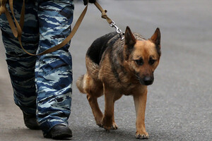 Собака привела полицейских к месту, где «засветились» преступники