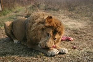 В Дании зоопарк призвал жителей пожертвовать домашних питомцев на корм хищникам