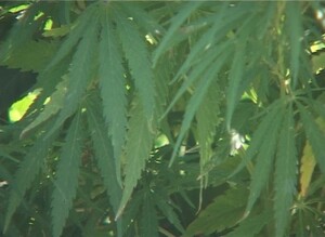Сотрудники саяногорского ОВО изъяли 210 граммов марихуаны