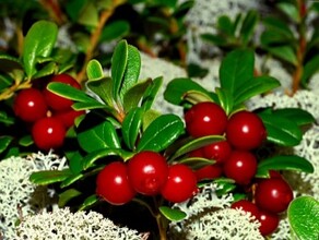 В Хакасии собирателей лесных ягод будут штрафовать