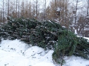 В Хакасии "ёлочных браконьеров" будут штрафовать на суммы до 100 тысяч рублей