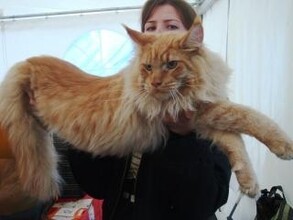 В Саяногорске состоится многопородная выставка кошек