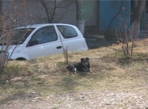 В Саяногорске появится крематорий для животных