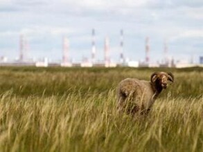 В Хакасии алюминиевое производство не вызвало загрязнения среды фтором