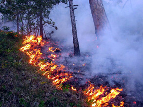 По вине отдыхающих в Хакасии произошел лесной пожар