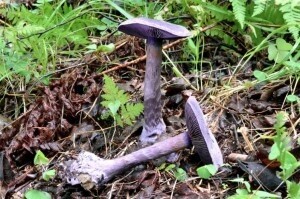 В Саяно-Шушенском заповеднике нашли фиолетовый гриб