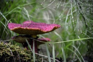 В Саяно-Шушенском заповеднике обнаружен редкий съедобный гриб