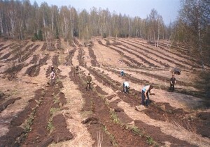 В Хакасии проверили молодые леса на выживаемость