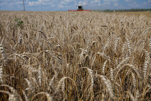 Россия – крупнейший в мире экспортер пшеницы