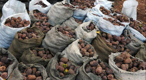В Хакасии начался сезон сбора кедрового ореха