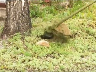 В Саяногорске начинается первая косьба травы