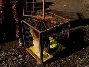 В Саяногорске начали выпускать стерилизованных бродяжек