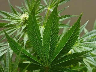 Житель Саяногорска устроил на дачах сезон сбора урожая конопли