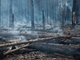 В Саяно-Шушенском заповеднике лесной пожар охватил более 1,2 тысяч гектаров
