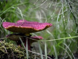 В Саяно-Шушенском заповеднике обнаружен редкий съедобный гриб