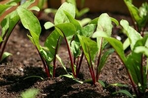 Саяногорск Инфо - Столовая свекла: особенности посадки и ухода - beet3.jpg