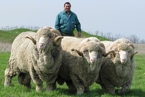 Саяногорск Инфо - Чем отличается шерсть мериноса - tex.jpg