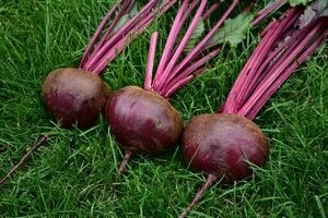 Саяногорск Инфо - Столовая свекла: особенности посадки и ухода - beet.jpg
