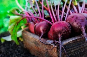 Саяногорск Инфо - Столовая свекла: особенности посадки и ухода - beet2.jpg