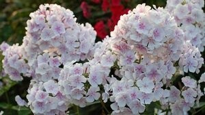 Флоксы