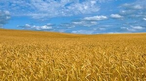 Сельское хозяйство