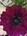 Продам излишки клубней цветов георгина