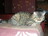 Британский кучерявый кот(селкирк-рекс) вязка