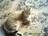 Пропала кошка в Саяногорске 8 913 052 5179
