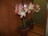комнатные цветы - гиппеаструм
