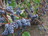 Саженцы винограда Зилга