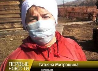 В Саяногорске начались противоклещевые обработки от клещей