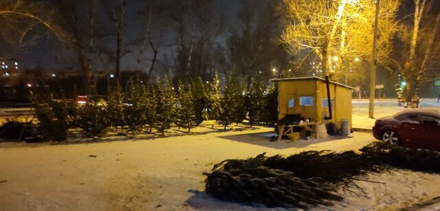 Абаканское парковое хозяйство принимает на переработку новогодние пихты и ели
