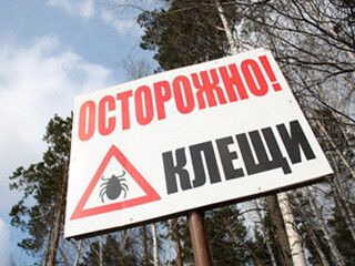 Клещи укусили около двухсот жителей Хакасии