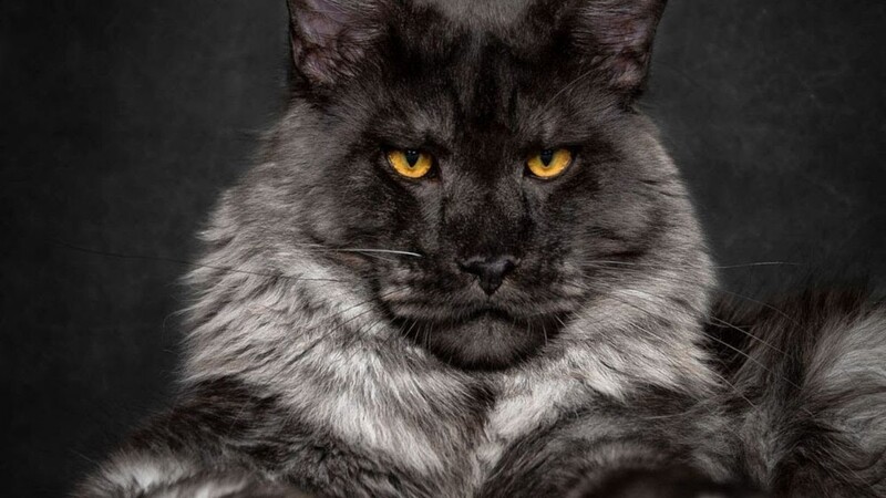 Саяногорск Инфо - Подходящие породы кошек для городской квартиры - cat.jpg