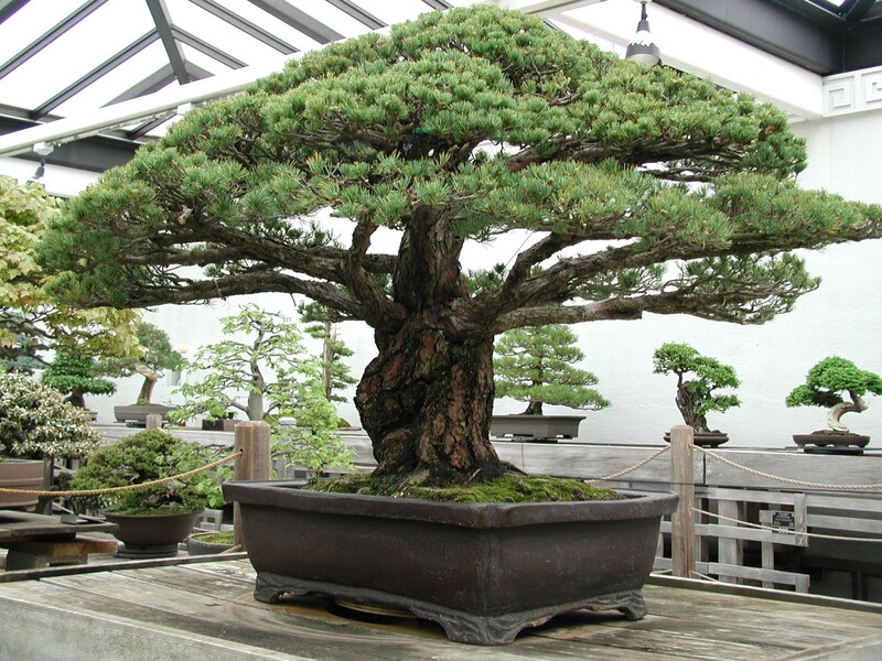 Саяногорск Инфо - Бонсай - bonsai.jpg