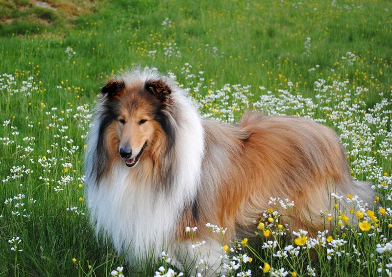 Саяногорск Инфо - Сигналы тревоги в состоянии собаки: видимые индикаторы недомогания - dog.jpg