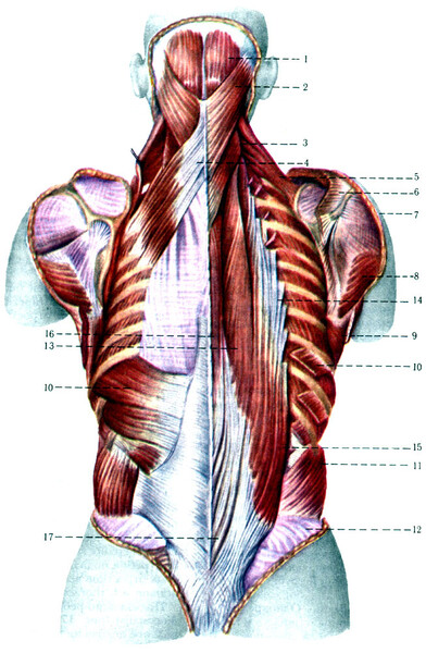 Саяногорск Инфо - Как укрепить мышцы спины при помощи фитнеса - back.jpg